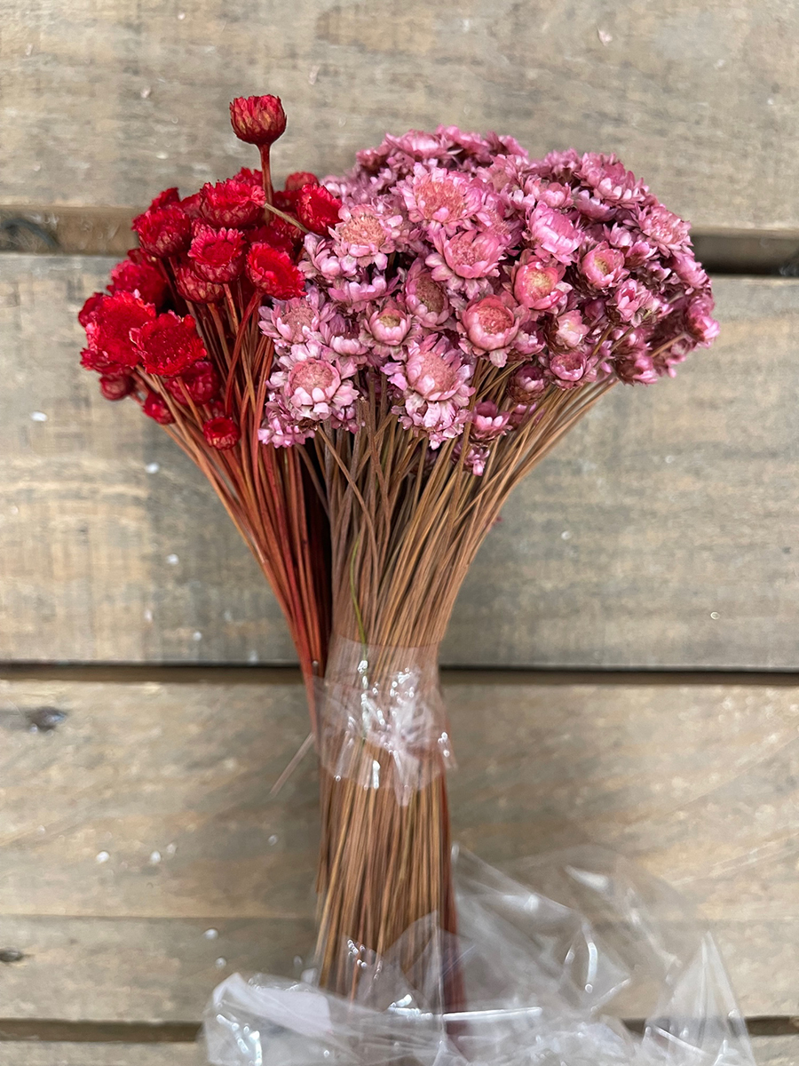 GLIXIA GIGANTE MIX 10-109 100GR. 50CM. ROSSO-ROSA