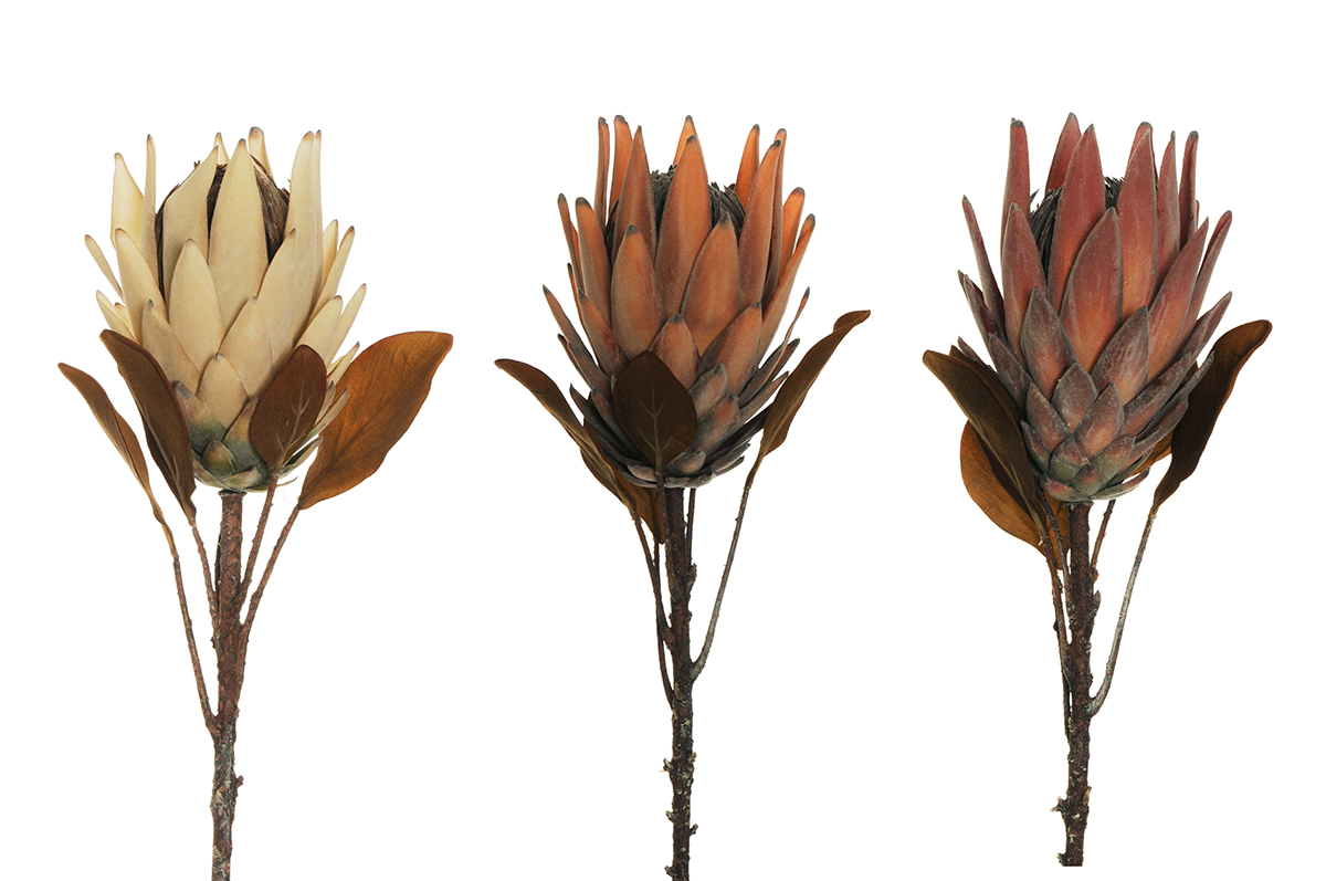 PROTEA KING C/3FOGLIE 72CM. 3PZ.COL.ASS.