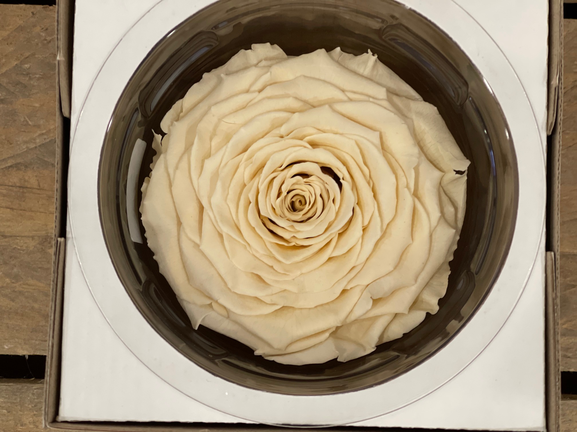 ROSA STABILIZZATA 