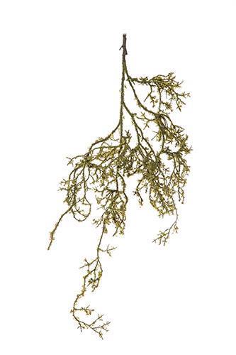 RADICE MUSCHIATA 109CM. VERDE