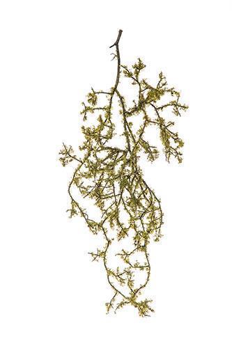 RADICE MUSCHIATA 68CM. VERDE
