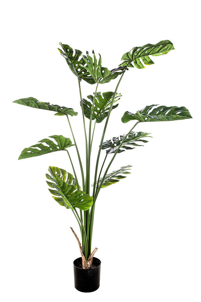 PIANTA PHILODENDRO H155CM. 11FOGLIE