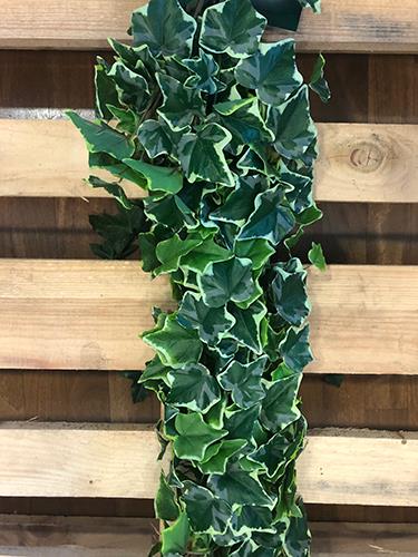 EDERA X303FOGLIE L.130CM. VARIEGATO