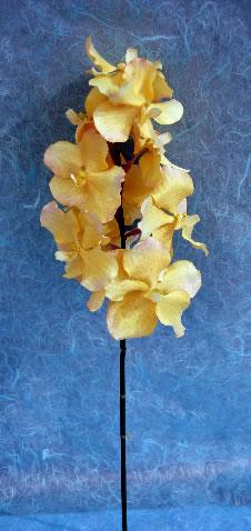 ORCHIDEA VANDA CURRY 70CM.LT YELLOW