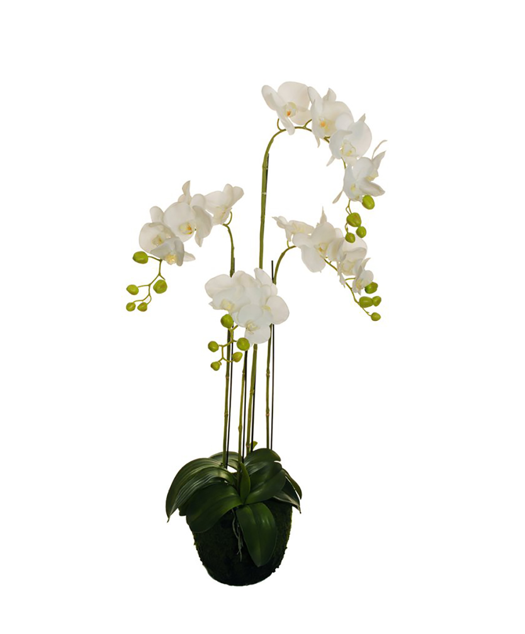 PIANTA PHALENOP.REAL TOUCH 4RAMI H108CM.