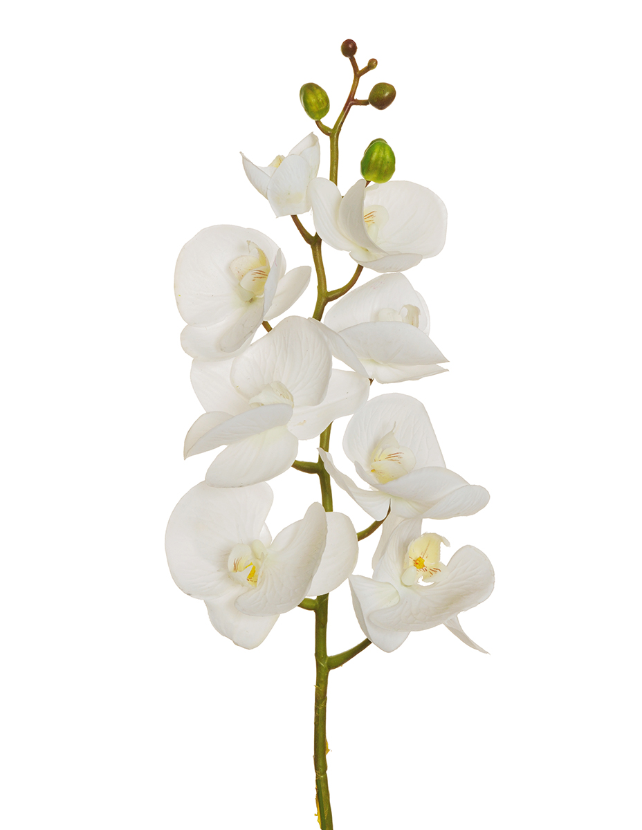 PHALAENOP.ORCHID REAL.T. 7FIORI 102CM. BIANCO