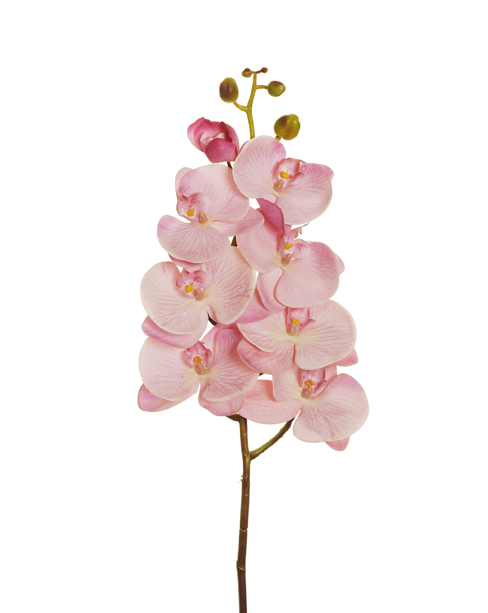 PHALAENOP.ORCHID REAL.T. 7FIORI 102CM. LT MAUVE