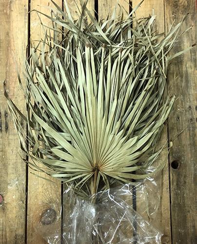 TALL FAN 10PZ. NATURALE
