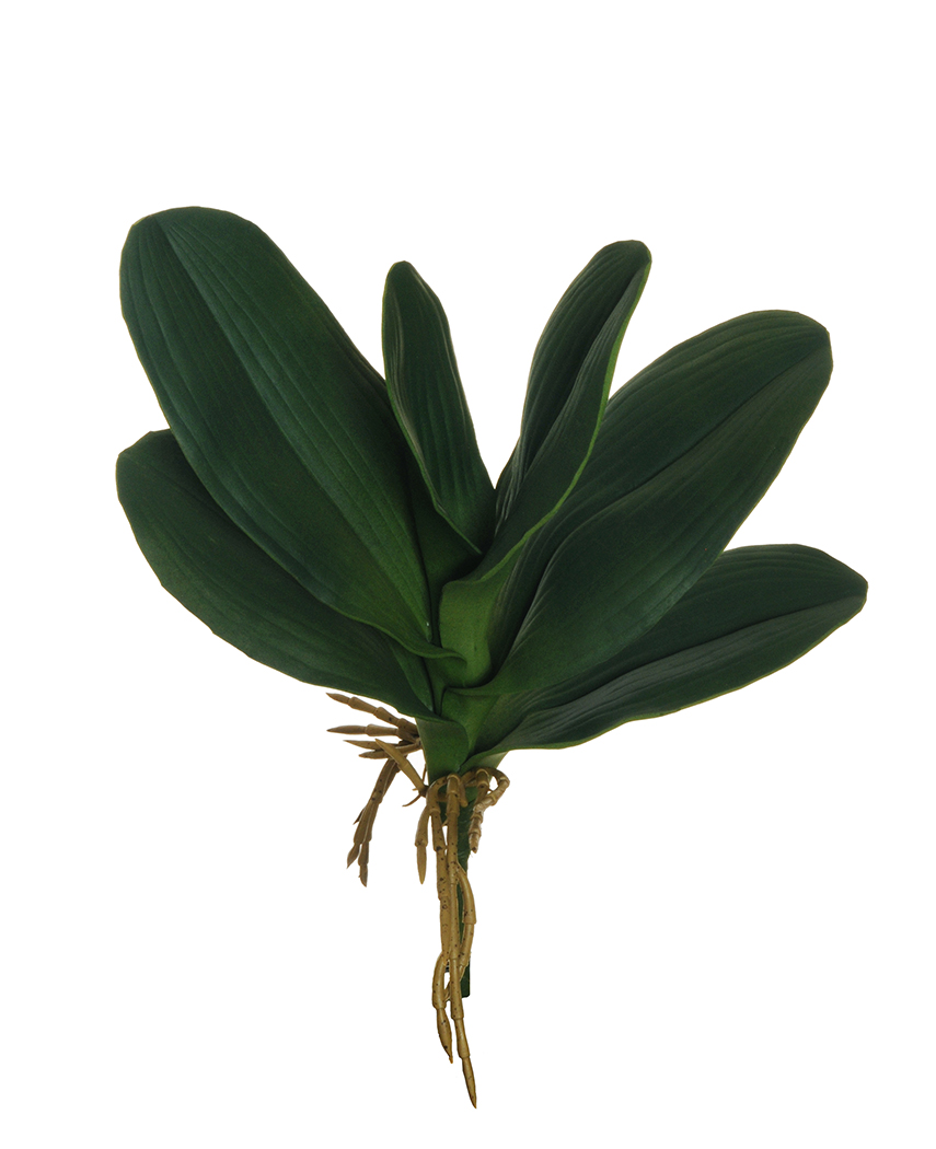 PHALAENOPSIS ORCHID 6FOGLIE C/RADICI 35CM. VERDE