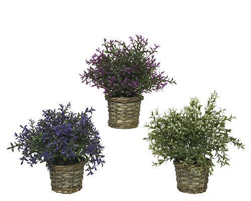 PIANTINE LAVANDA IN CESTO 3PZ.ASS. H22 D10CM.