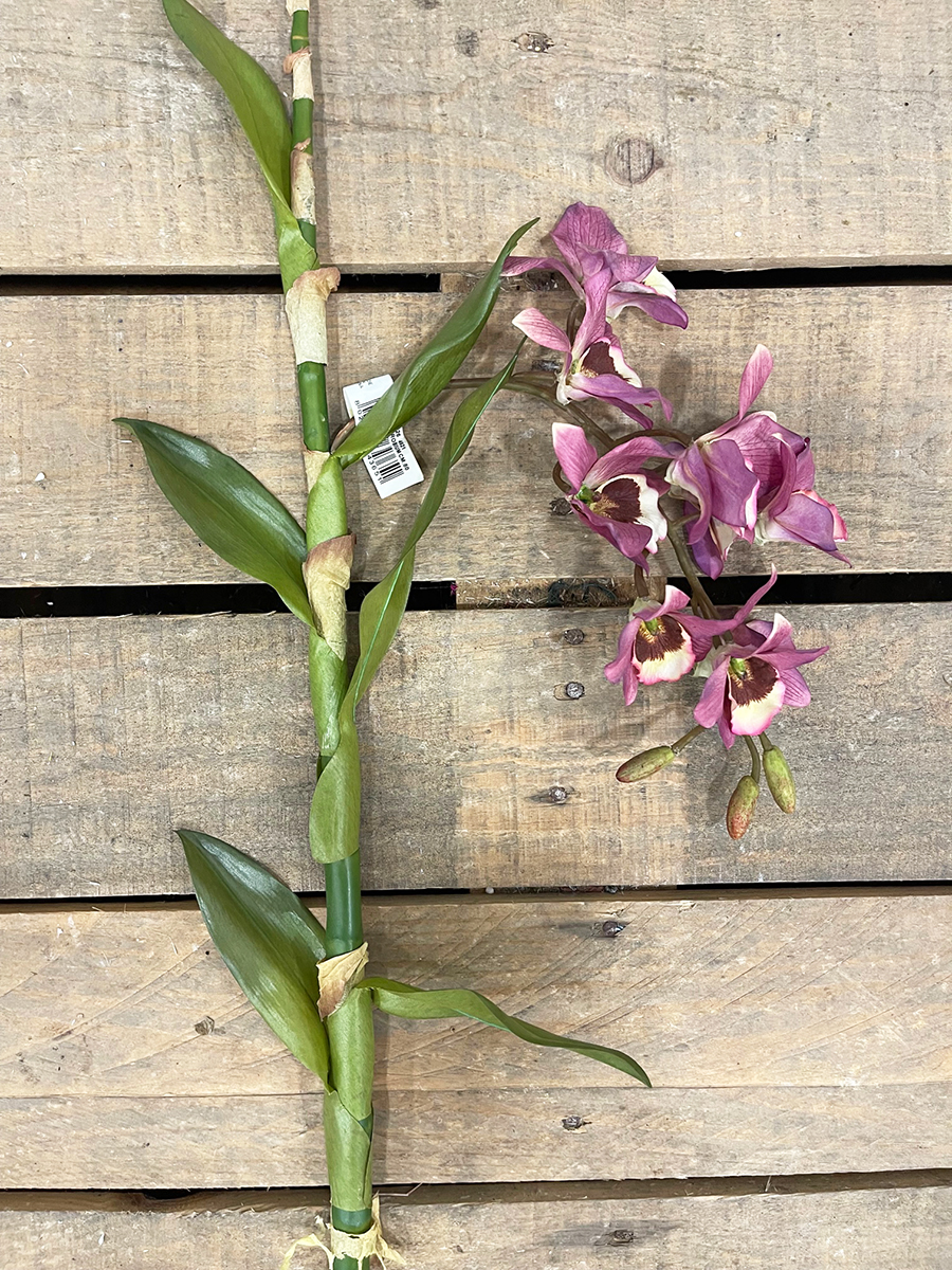 RAMO DENDROBIUM CM.80 FUCHSIA