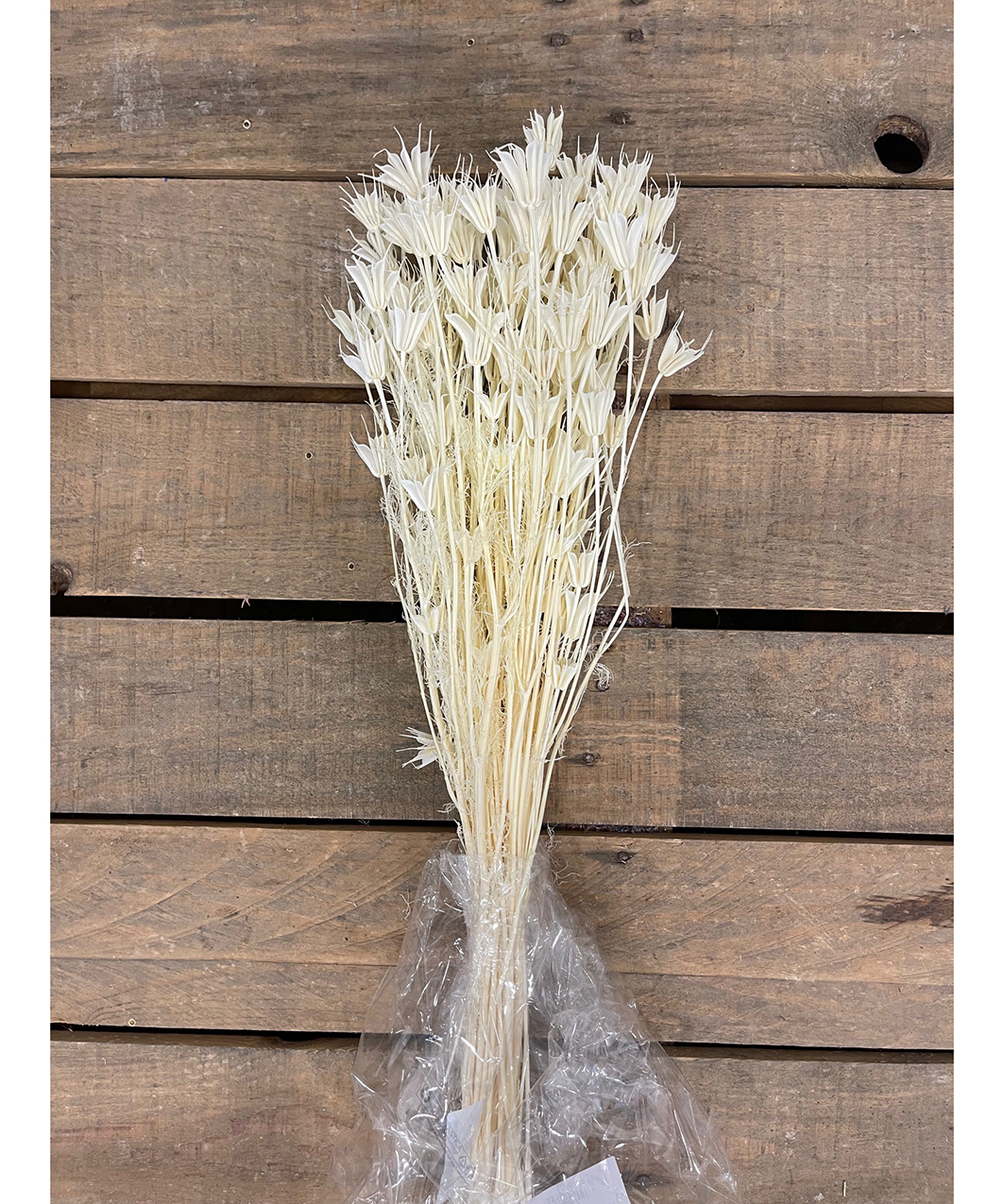 NIGELLA ORIENTALIS 100GR. BIANCO