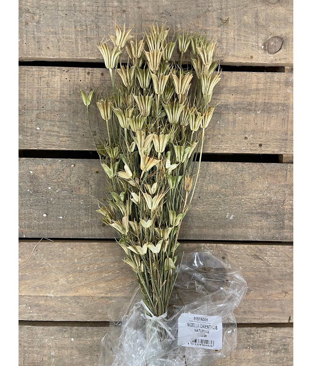 NIGELLA ORIENTALIS 100GR. 70CM. NATURALE