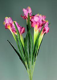 BUSH IRIS 65CM. PINK