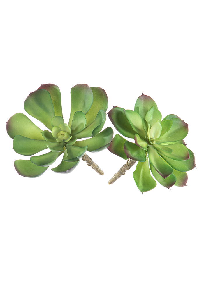 PIANTINA AEONIUM 13CM. ROSA