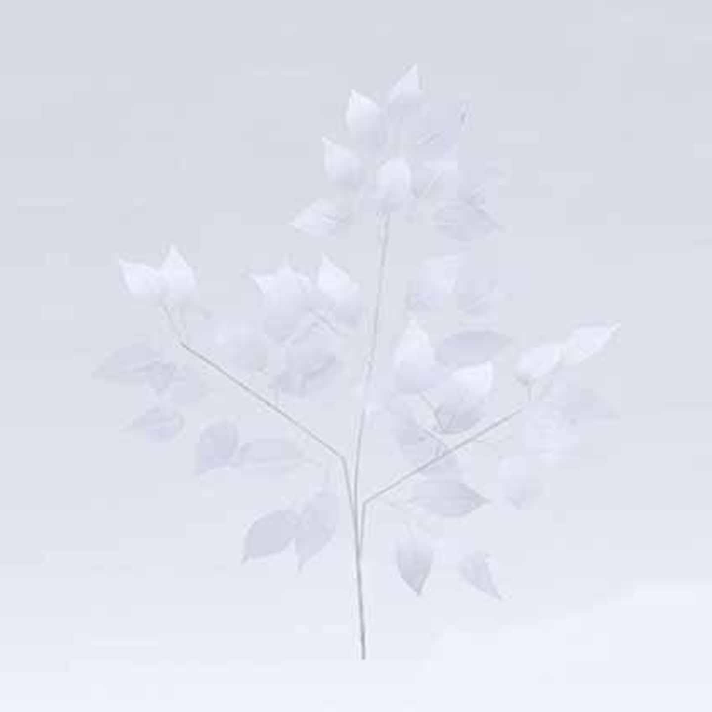 FICUS SPRAY 12PZ.WHITE