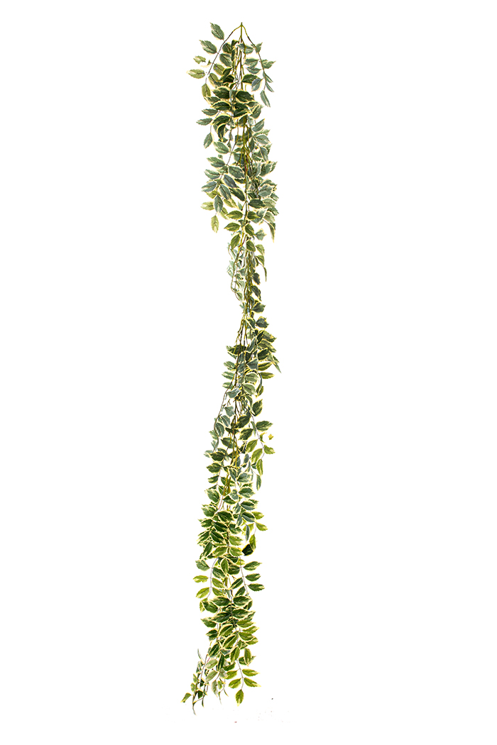 FESTONE DURANTA ERECTA X54 200CM. VAR.