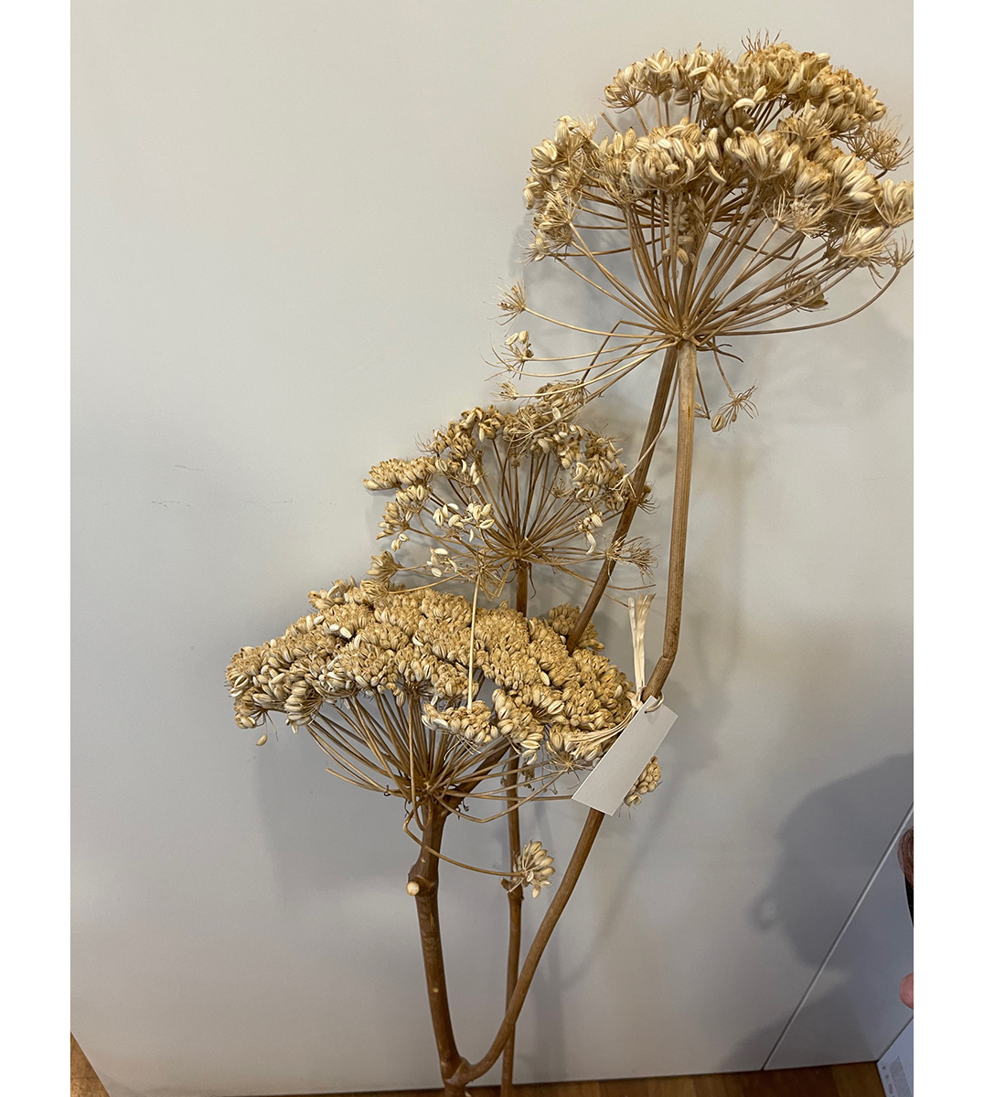 FINOCCHIO GIGANTE H120CM. NATURALE