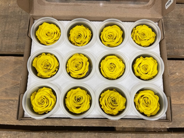 ROSE STABILIZZ.12PZ. S YEL-02 ---NETTO-------