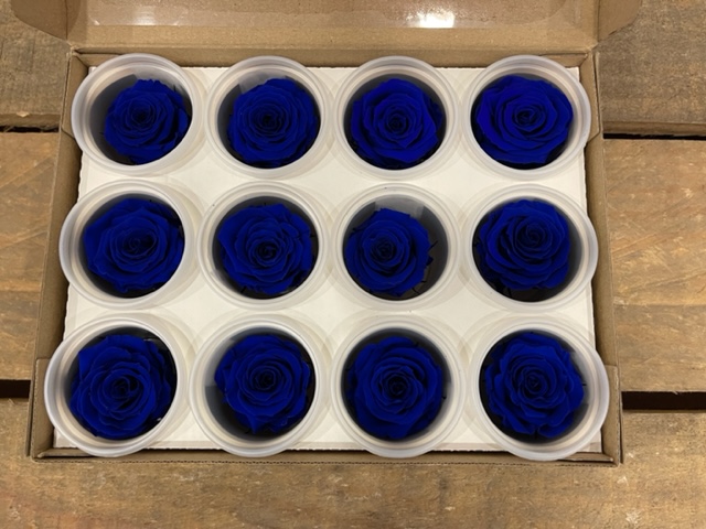 ROSE STABILIZZ.12PZ. S BLU-03 ---NETTO-------