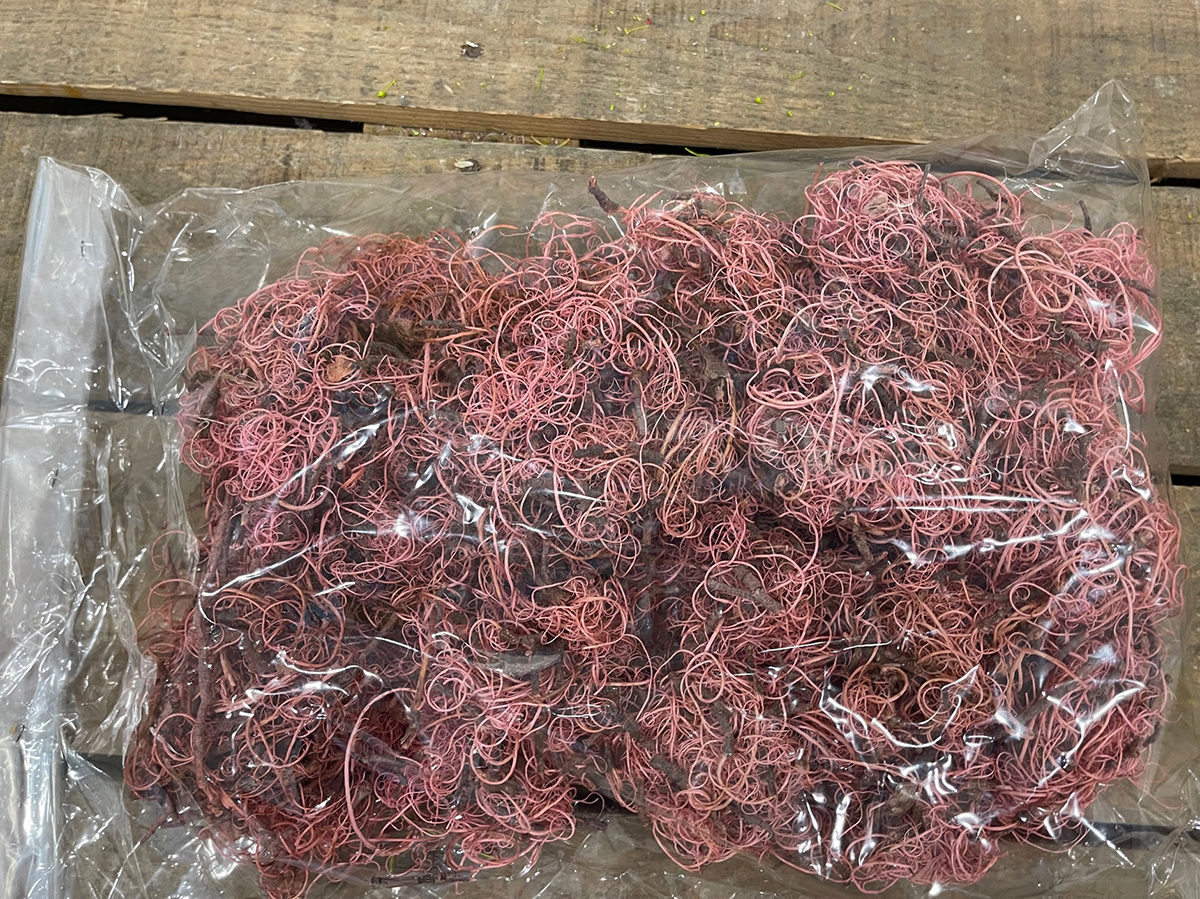 CURLY MOSS 250GR. ROSA