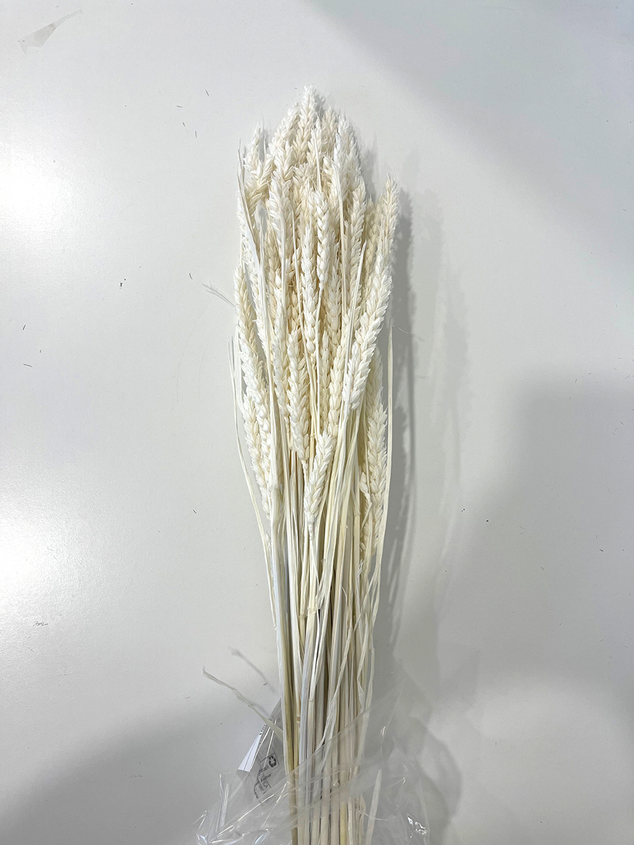 TARWE 100GR. BIANCO