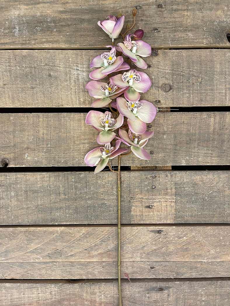 PHALAENOPSIS FLEMISH X9FLWRS 100CM. MAUVE