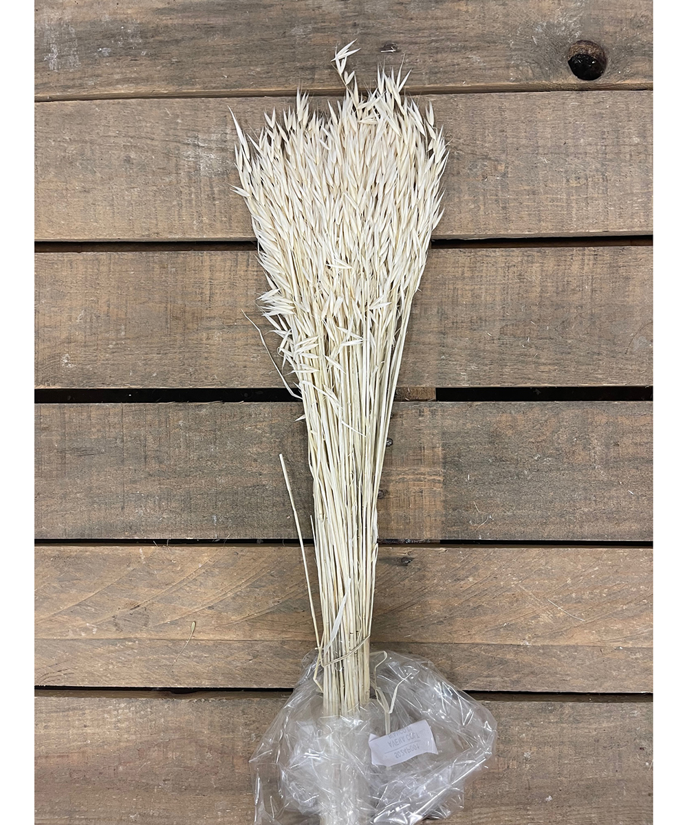 AVENA COLT. 100GR. 70CM. BIANCO