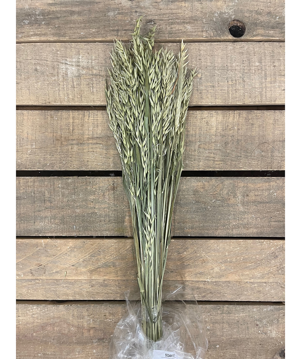AVENA COLT. 150GR. 70CM. VERDE