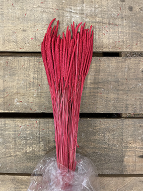 CODE DI TOPO 100GR. ROSSO