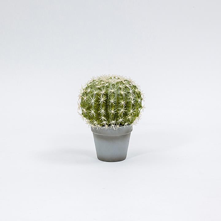 PIANTA CACTUS TONDO C/VASO H25CM. VERDE