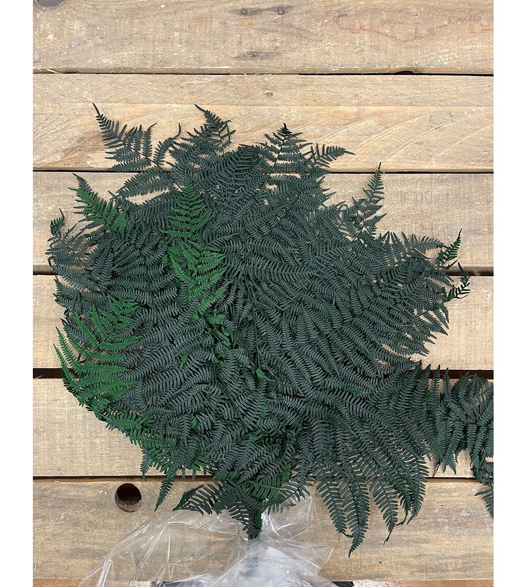 FELCIONI 5PZ. VERDE
