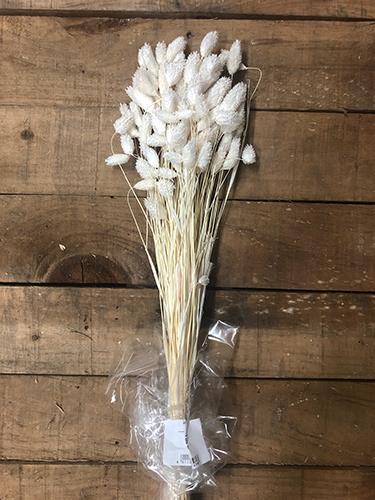 PHALARIS POA H60CM. 100GR. BIANCO