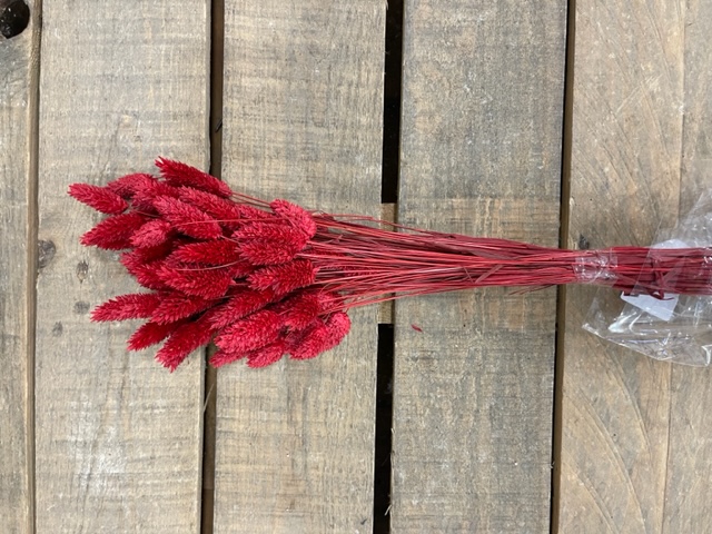 PHALARIS POA H60CM. 100GR ROSSO
