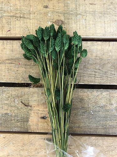 PHALARIS POA H60CM. 100GR OLIVA