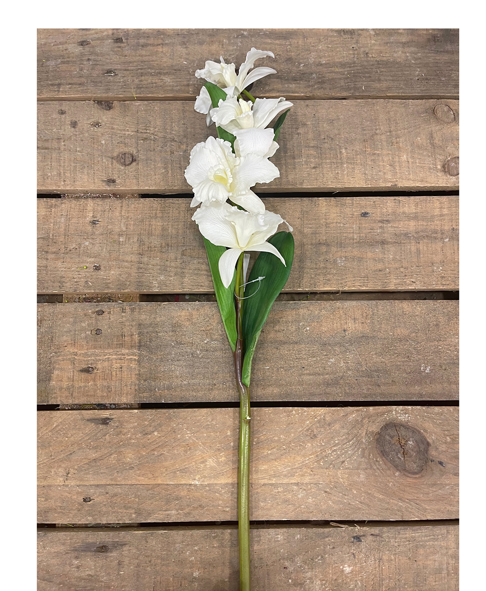 CATTLEYA W/6FLOWERS WHITE