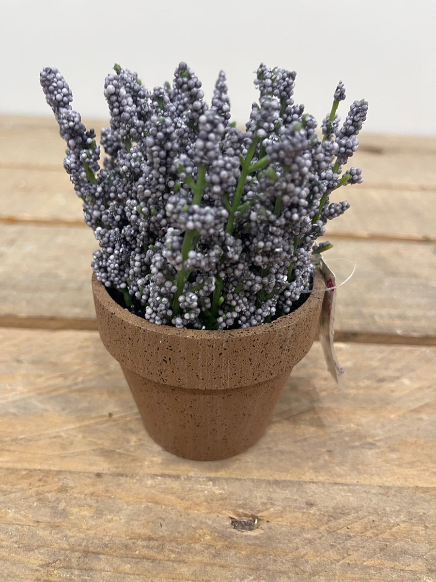 LAVENDER IN POT 12CM.