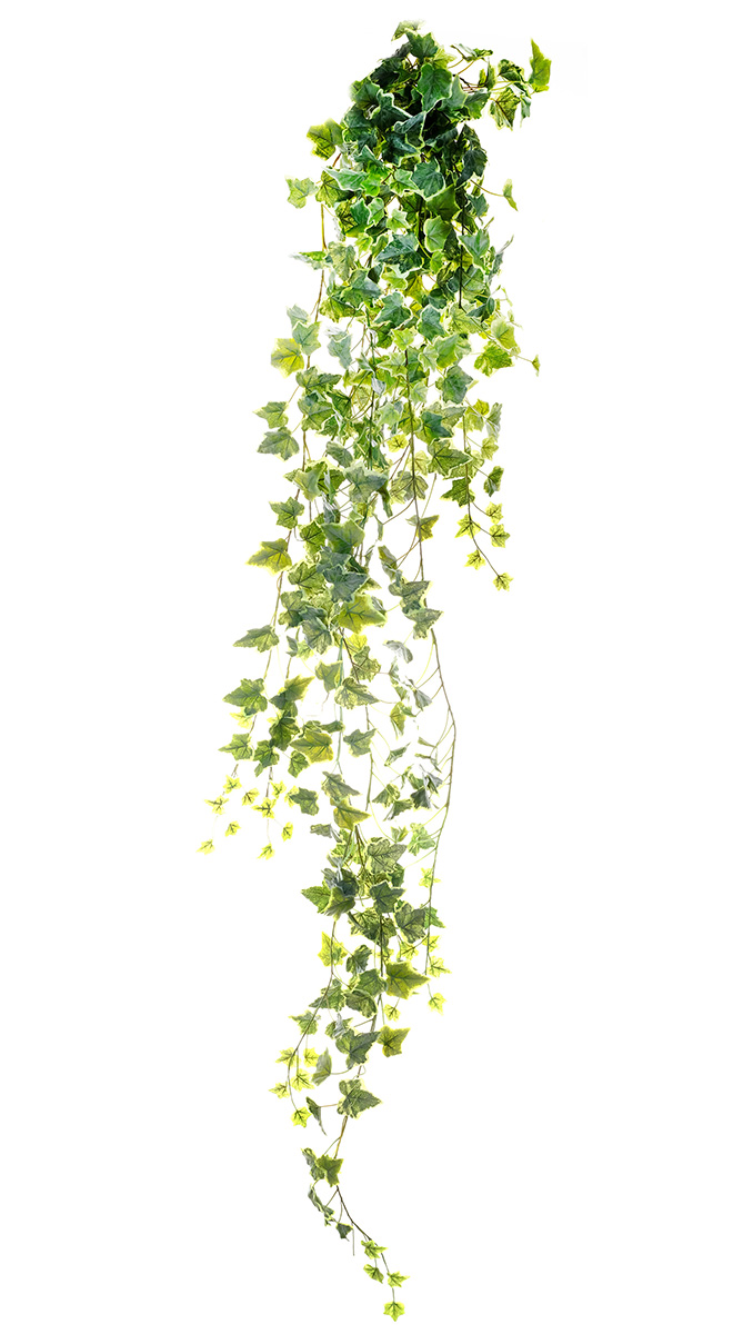 EDERA MINI BUSH 432FOGLIE 180CM. VARIEG.