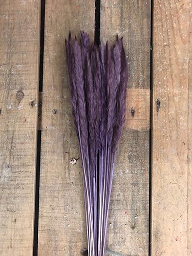 FLUFFY PAMPAS BUNCH 70GR. 75-80CM. MILKA
