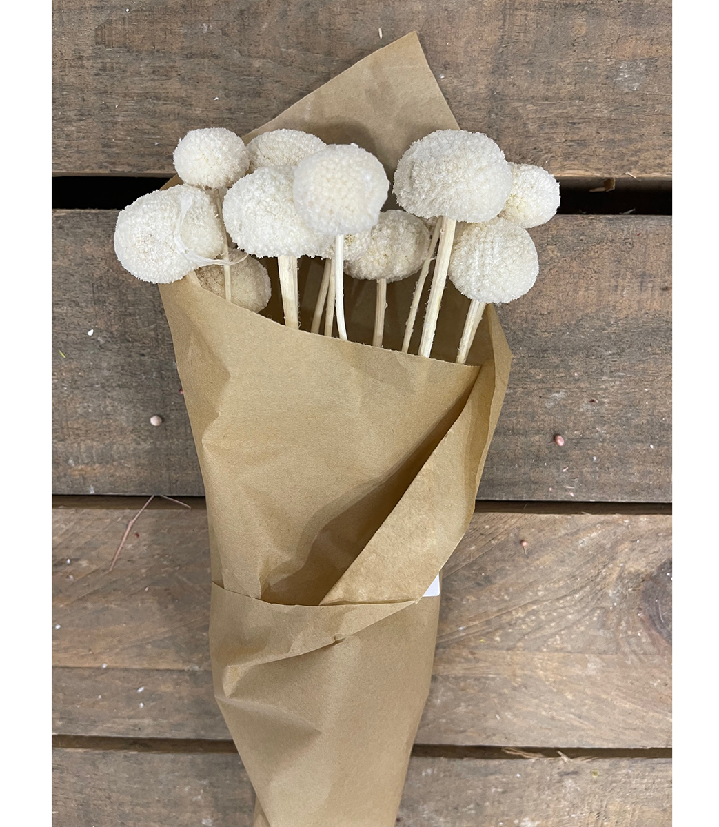 CRASPEDIA 15PZ. 65CM. BIANCO