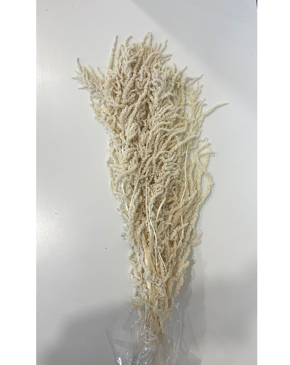 AMARANTHUS STABILIZZ. 12PZ. L.80CM. BIANCO