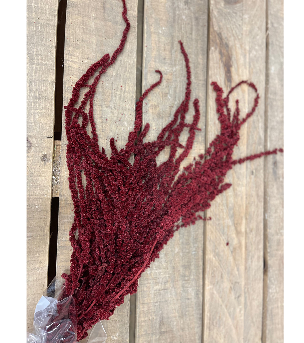 AMARANTHUS STABILIZZ. 12PZ. L.80CM. BORDO'