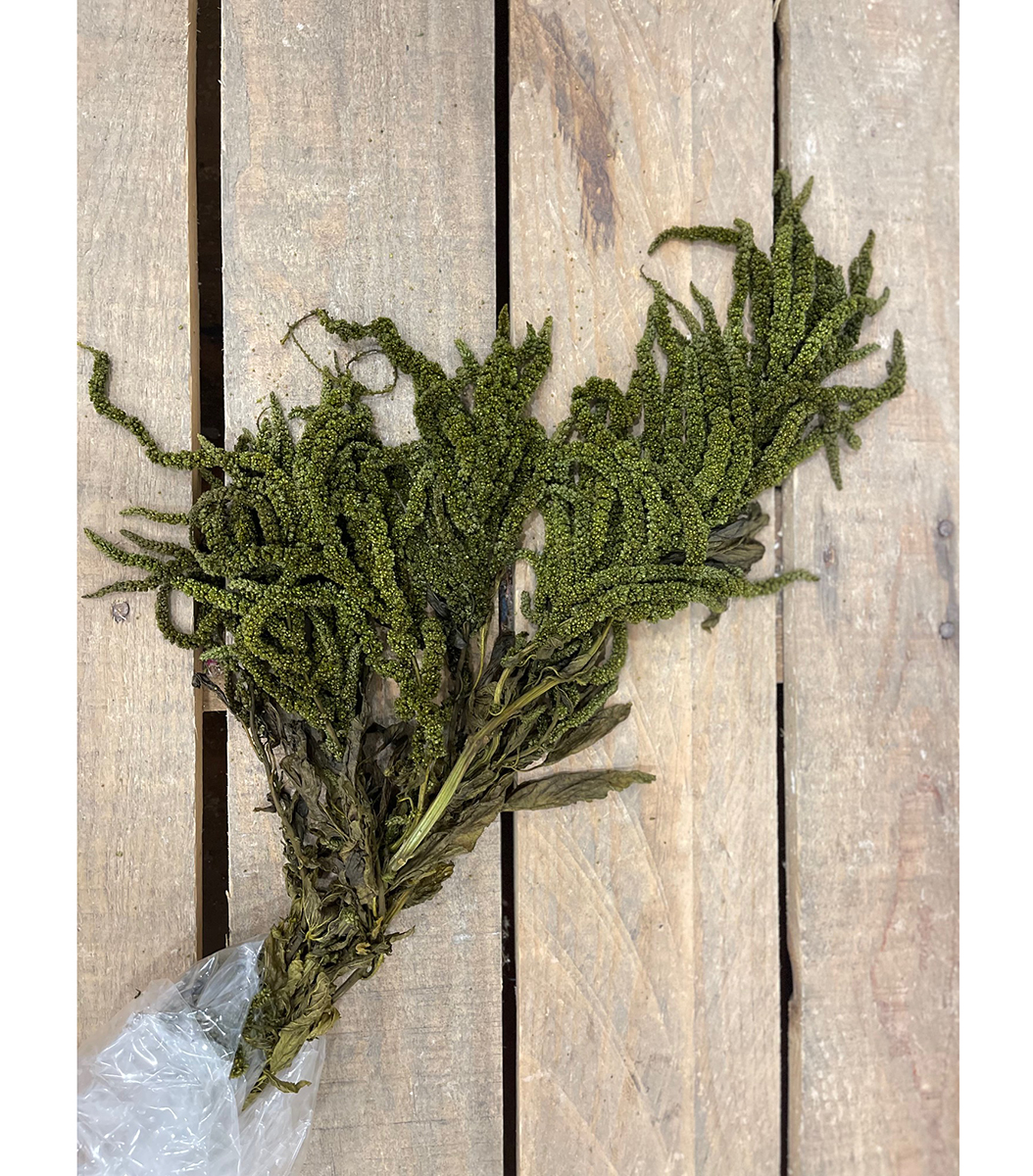AMARANTHUS STABILIZZ. 12PZ. L.80CM. OLIVA