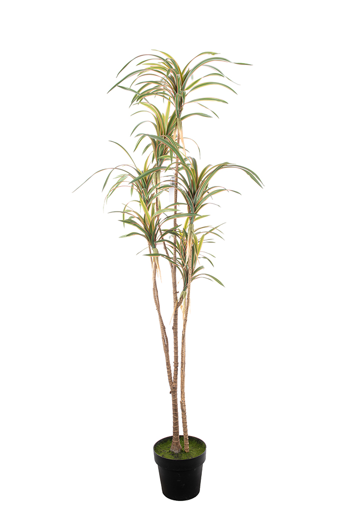 PIANTA DRACENA H.170CM. VERDE C/VASO