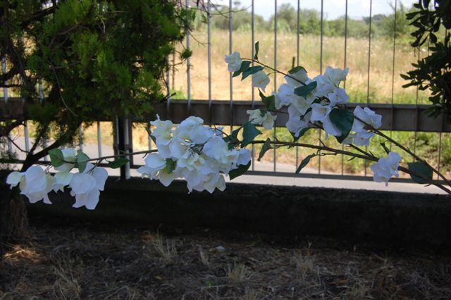 TRALCIO BOUGANVILLEA CM.170 WHITE --NETTO----