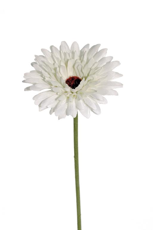 SATIN GERBERA SPRAY 53CM. CREAM