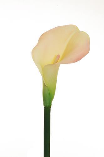 CALLA LILY RUBBER 3PEZZI 73CM. ROSA CH.