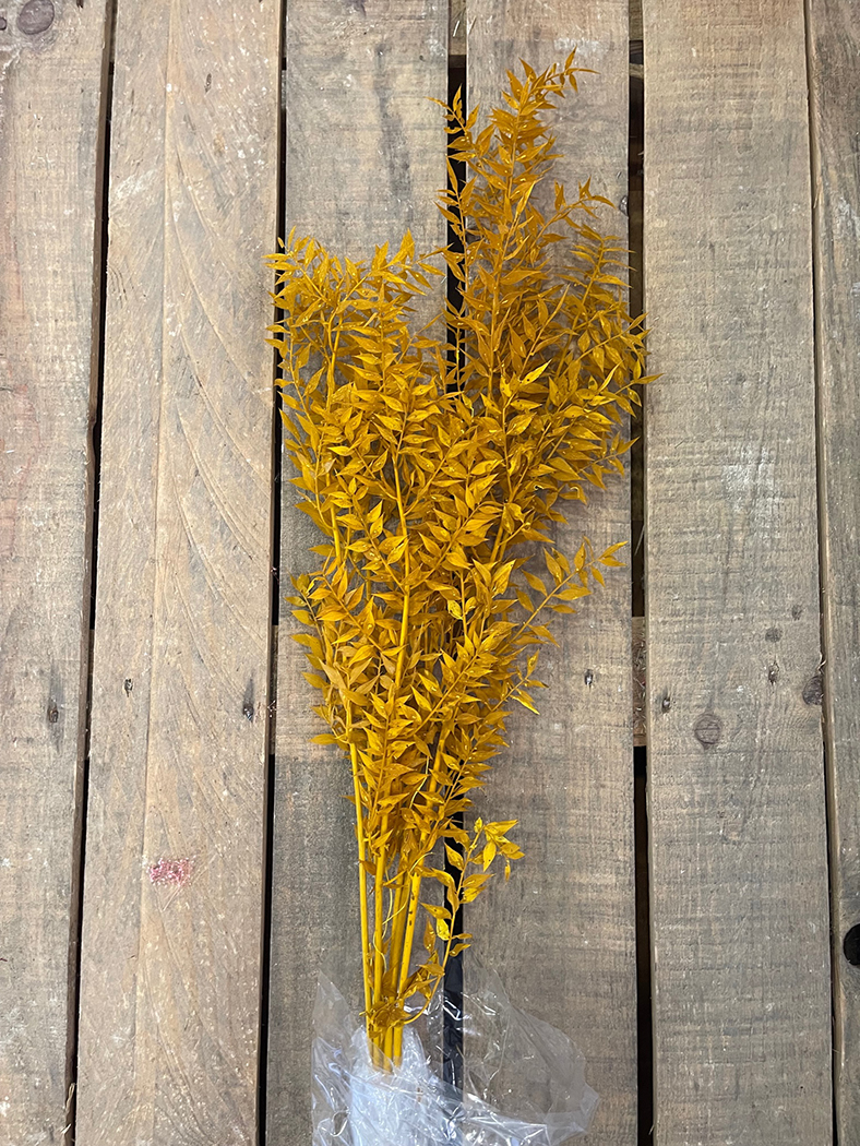 RUSCUS 150GR. 95CM. SENAPE