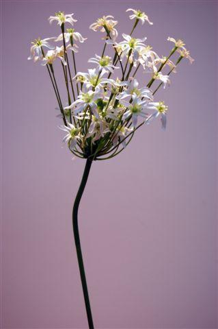 AGAPANTHUS 95CM. CREAM  --NETTO-------