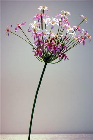 AGAPANTHUS 95CM. LAVENDER  --NETTO----------